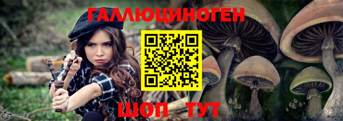 Псилоцибиновые грибы Psilocybe Свободный